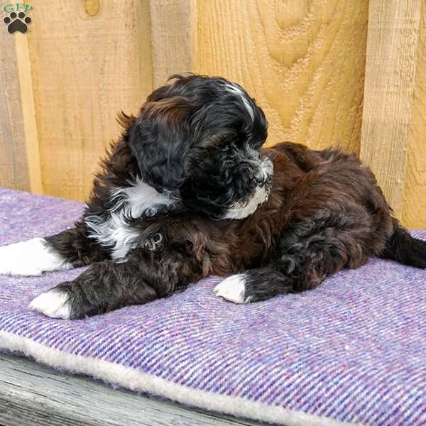 Toby, Shih-Poo Puppy